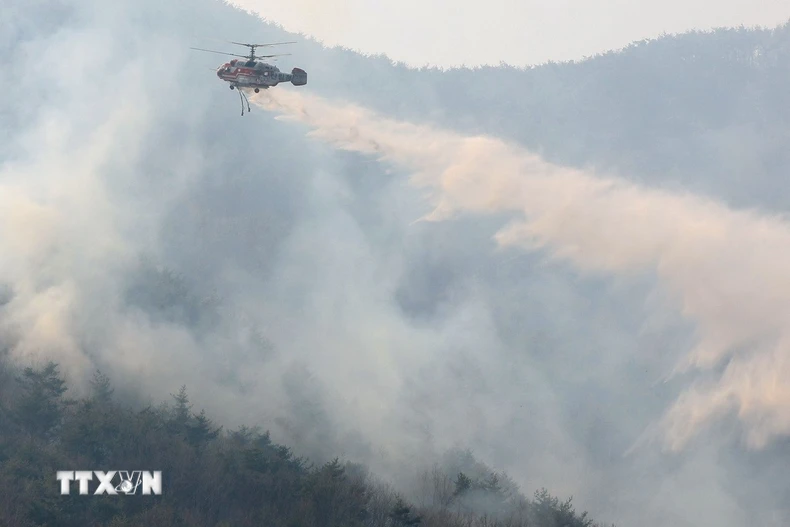 Trực thăng cứu hỏa phun nước dập cháy rừng tại tỉnh Nam Gyeongsang, Hàn Quốc. (Ảnh: Yonhap/TTXVN)