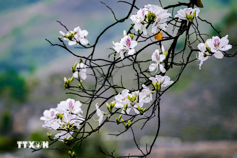 Vẻ đẹp tinh khôi, nhẹ nhàng của hoa ban. (Ảnh: Xuân Tư/TTXVN)