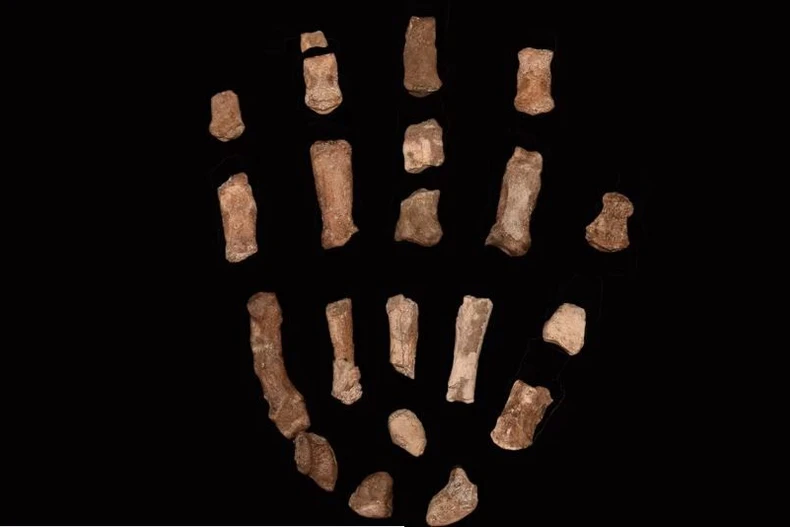 Hóa thạch xương bàn tay có niên đại 1,52 triệu năm trước.. (Ảnh: CNN)