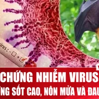 Chuyên gia: Cách nhận biết sớm dấu hiệu của người nhiễm virus Nipah