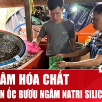 Phơi bày chiêu trò “phù phép” 3.000 tấn ốc bằng hóa chất ở chợ Kim Biên