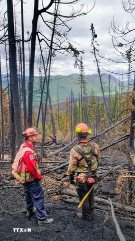 Cây cối bị thiêu rụi do cháy rừng tại British Columbia (Canada). (Ảnh: THX/TTXVN)
