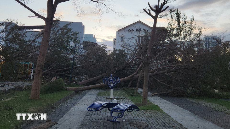 Thiệt hại do bão số 13 tại phường Quy Nhơn. (Ảnh: Sỹ Thắng/TTXVN)