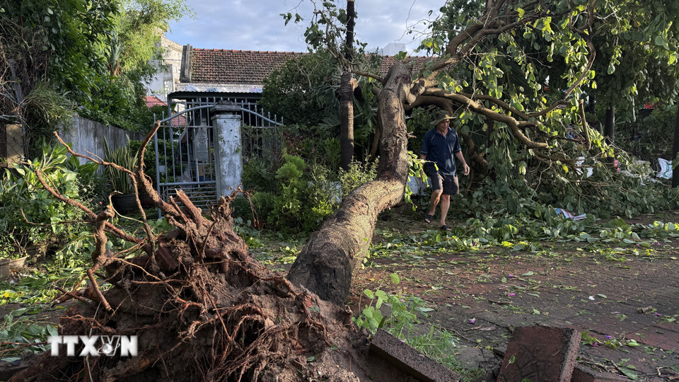 Một cây xanh bung gốc sau bão. (Ảnh: Tường Quân/TTXVN)