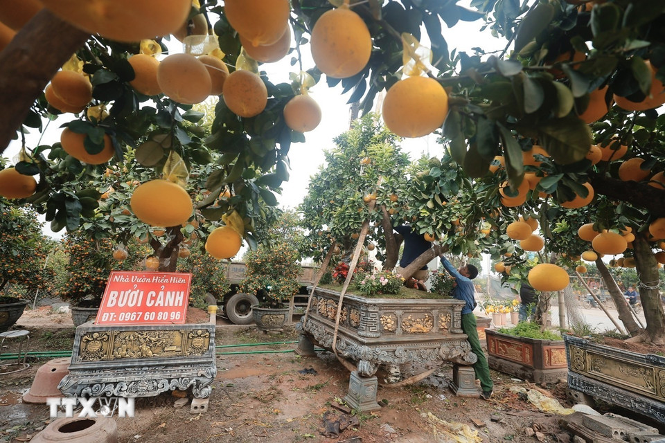 Quất, bưởi Văn Giang khá đa dạng về chủng loại, từ cây bé để bàn với nhiều dáng chậu độc đáo, quất bonsai, tới cây cao và to... (Ảnh: Minh Quyết/TTXVN)