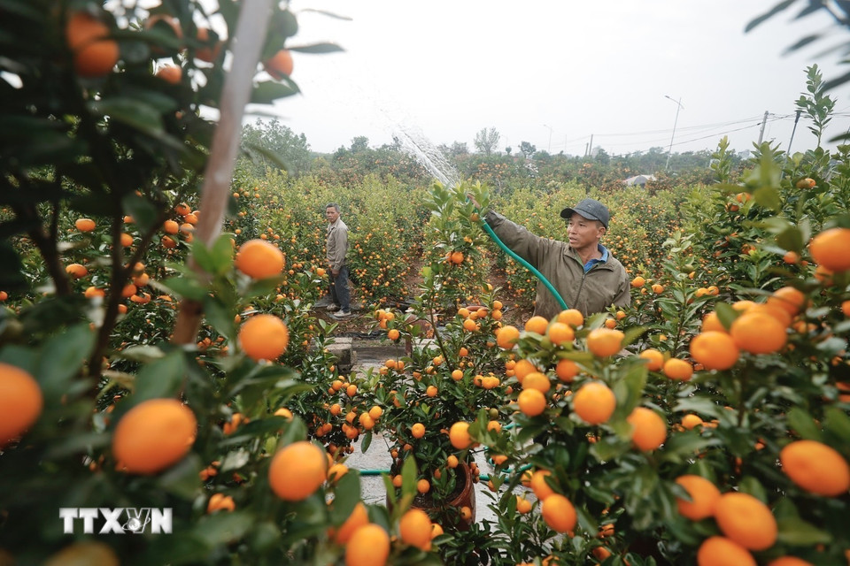 Quất Văn Giang đa dạng về chủng loại. (Ảnh: Minh Quyết/TTXVN)
