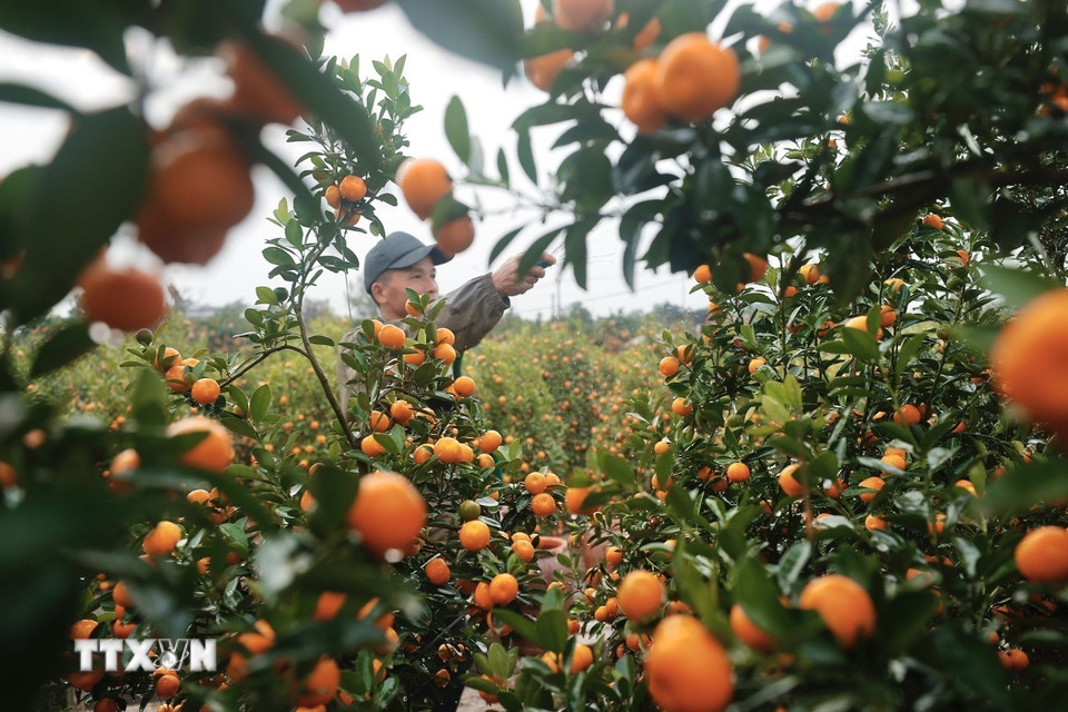 Quất Văn Giang đa dạng về chủng loại. (Ảnh: Minh Quyết/TTXVN)