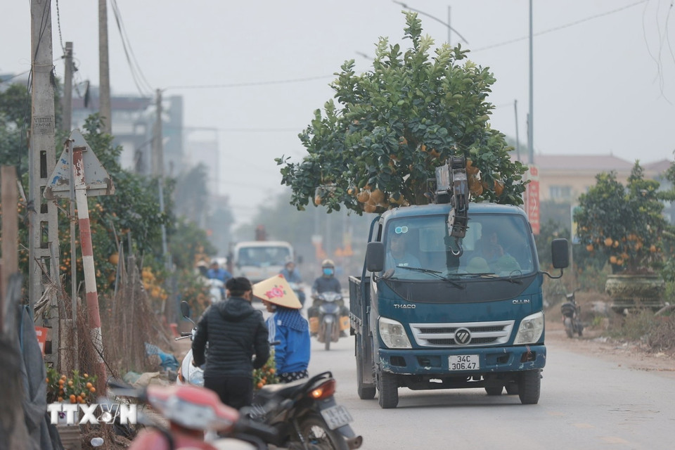 Những ngày này nhiều xe tải về Văn Giang mua quất, bưởi chuẩn bị cho Tết. (Ảnh: Minh Quyết/TTXVN)