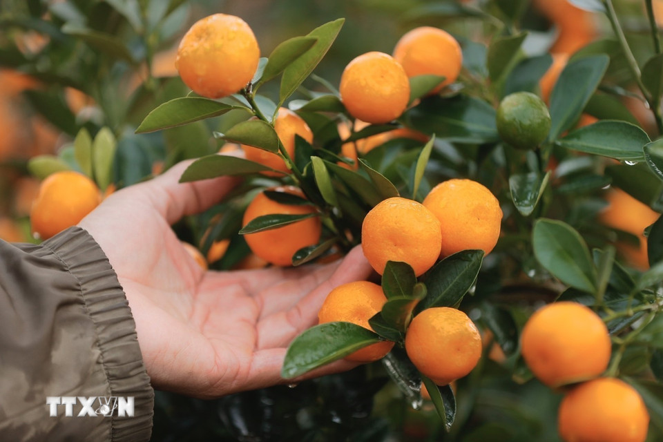 Quất Văn Giang đa dạng về chủng loại. (Ảnh: Minh Quyết/TTXVN)