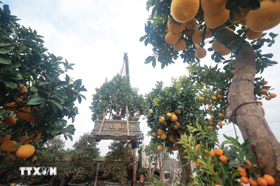 Quất, bưởi Văn Giang khá đa dạng về chủng loại, từ cây bé để bàn với nhiều dáng chậu độc đáo, quất bonsai, tới cây cao và to... (Ảnh: Minh Quyết/TTXVN)