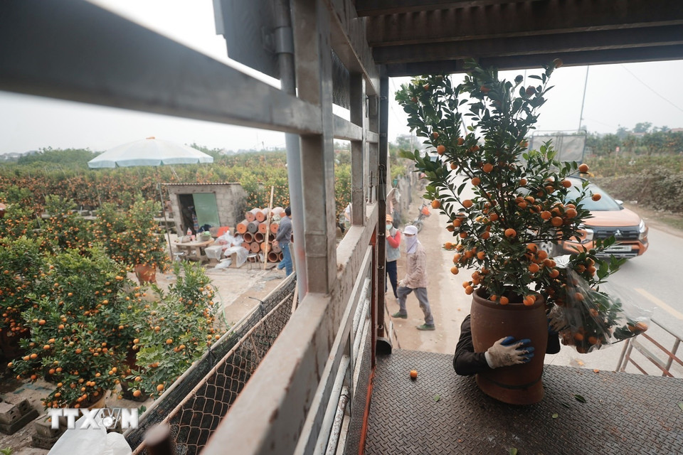 Quất cảnh Văn Giang được vận chuyển đi nhiều tỉnh thành phục vụ Tết. (Ảnh: Minh Quyết/TTXVN)