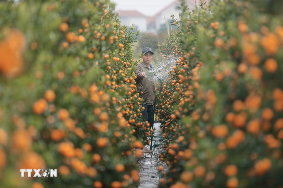 Quất Văn Giang đa dạng về chủng loại. (Ảnh: Minh Quyết/TTXVN)