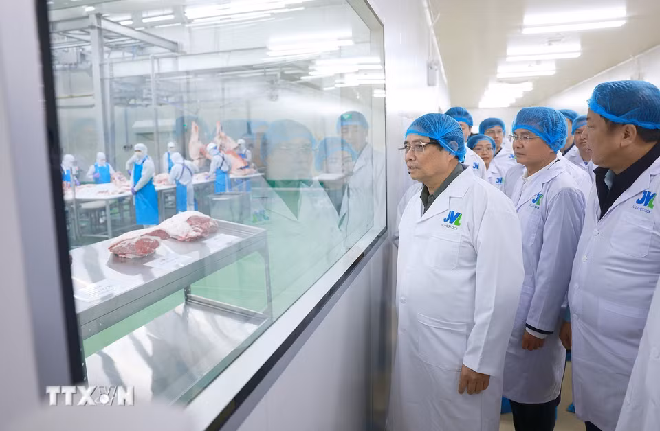 Thủ tướng Phạm Minh Chính thăm Tổ hợp Trang trại và Nhà máy chế biến thịt bò Tam Đảo (xã Minh Quang, huyện Tam Đảo). (Ảnh: Dương Giang/TTXVN)