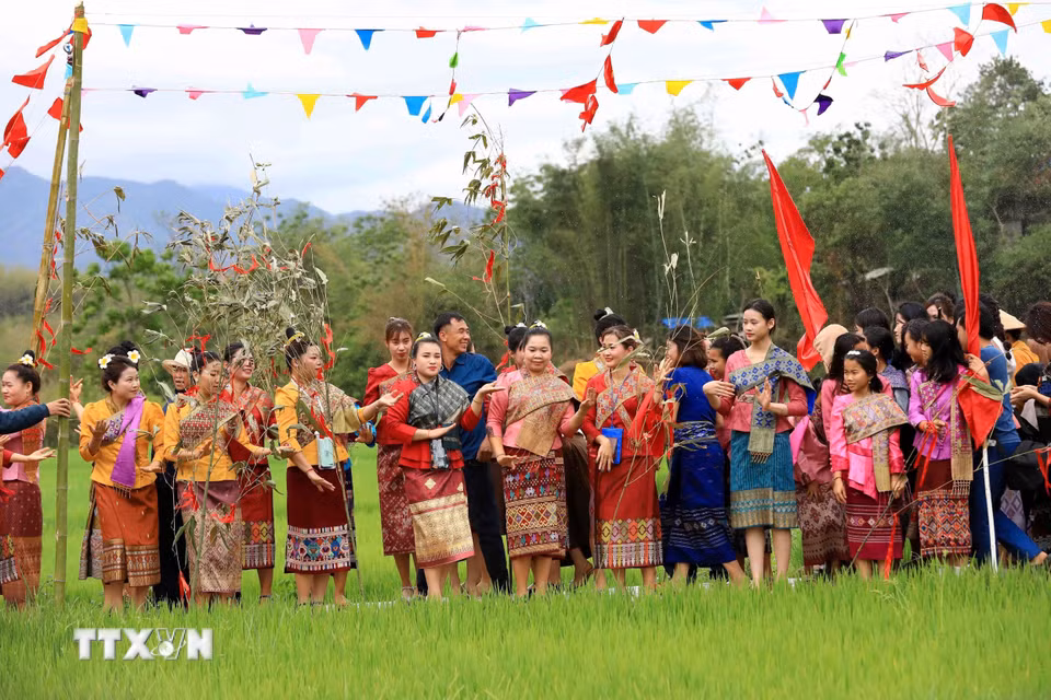 Phụ nữ dân tộc Lào múa lăm vông bên cánh đồng lúa trong ngày Tết té nước của dân tộc Lào tại bản Na Sang. (Ảnh: Trung Kiên/TTXVN)