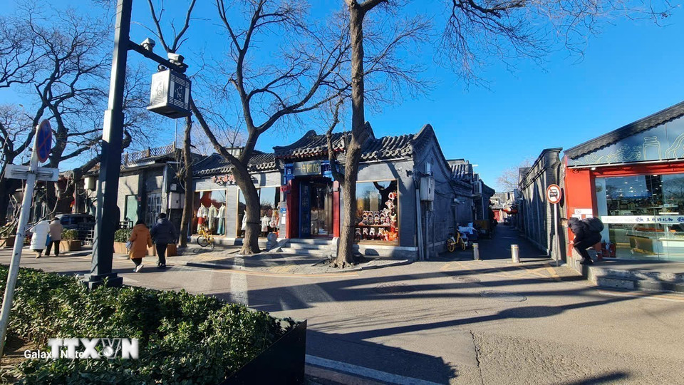 Hàng cây rụng hết lá chuẩn bị đón những trận tuyết đầu mùa tại Thấp Sát Hải. (Ảnh: Quang Hưng/TTXVN)