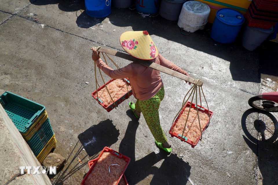 Vận chuyển ruốc đi tiêu thụ . (Ảnh: Lê Phước Ngọc/TTXVN)