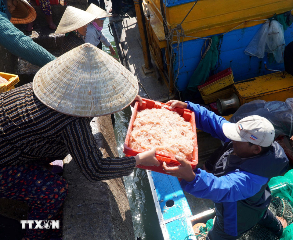 Tàu cá cập cảng Nhơn Lý để bán ruốc cho thương lái. (Ảnh: Lê Phước Ngọc/TTXVN)