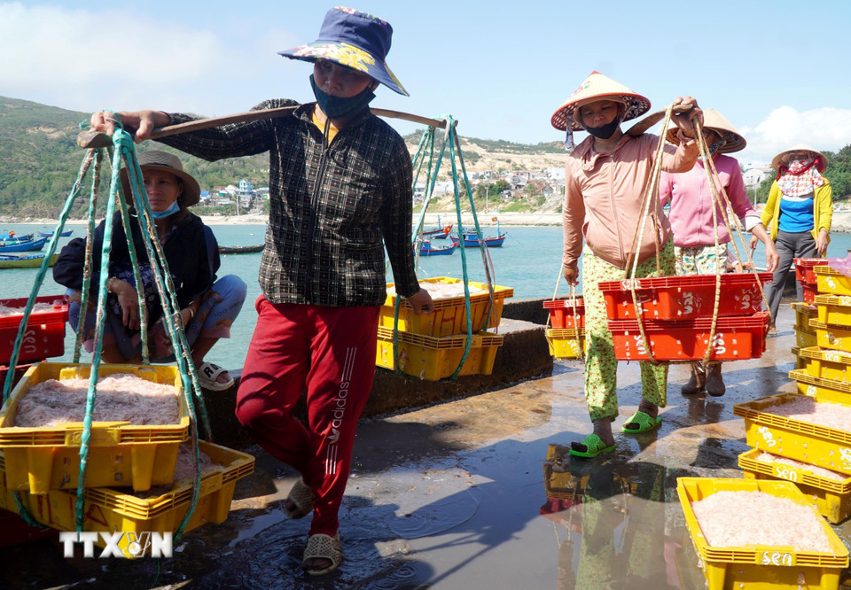 Vận chuyển ruốc đi tiêu thụ . (Ảnh: Lê Phước Ngọc/TTXVN)