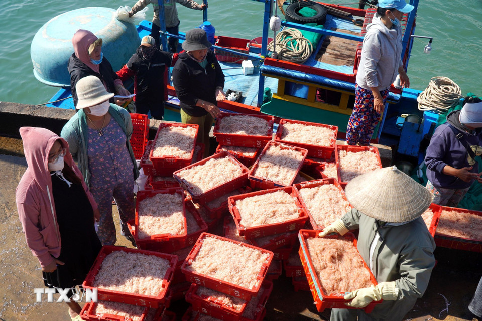 Thương lái kiểm tra chất lượng ruốc và thu mua ngay tại cảng. (Ảnh: Lê Phước Ngọc/TTXVN)