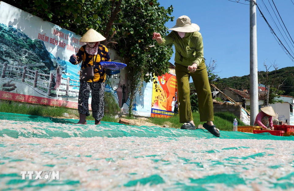 Người dân phơi khô ruốc để bán được giá cao. (Ảnh: Lê Phước Ngọc/TTXVN)