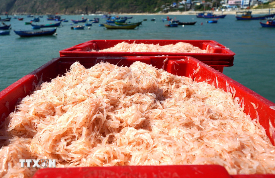 Những két ruốc tươi rói vừa được đưa vào bờ. (Ảnh: Lê Phước Ngọc/TTXVN)