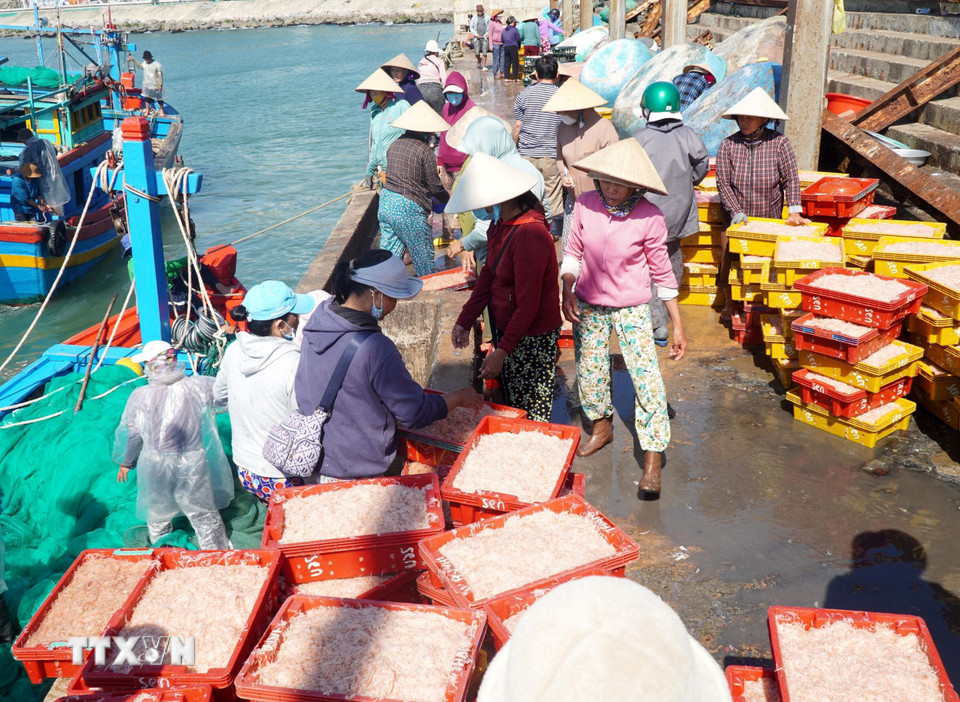 Không khí nhộn nhịp tại “chợ” ruốc Nhơn Lý . (Ảnh: Lê Phước Ngọc/TTXVN)