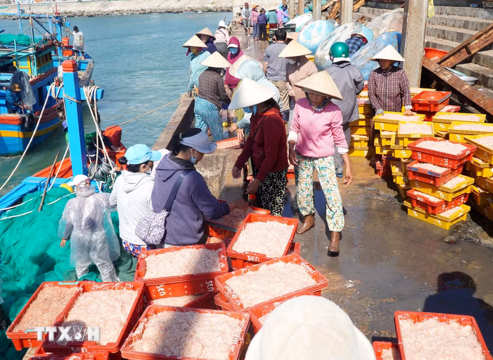 Không khí nhộn nhịp tại “chợ” ruốc Nhơn Lý . (Ảnh: Lê Phước Ngọc/TTXVN)