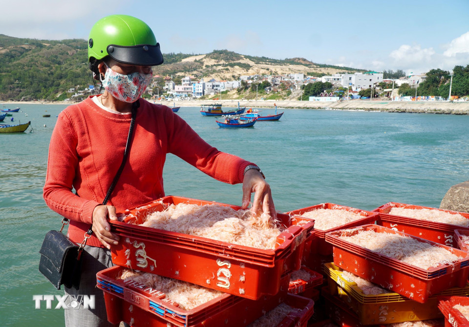 Thương lái kiểm tra chất lượng ruốc và thu mua ngay tại cảng. (Ảnh: Lê Phước Ngọc/TTXVN)