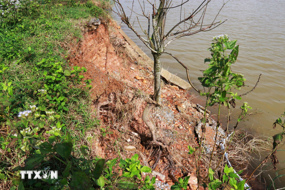 Nhiều cây xanh dọc tuyến kè sông Thạch Hãn bị bật gốc, để lộ bộ rễ nằm nghiêng về phía dòng nước. (Ảnh: Tường Vi/TTXVN)
