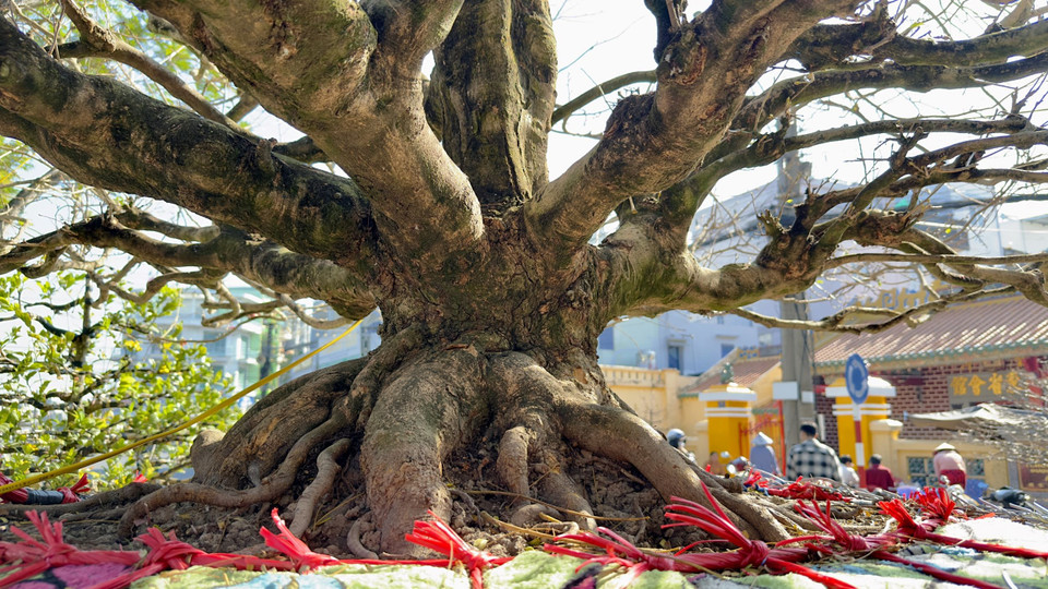 Gốc cây mai 60 năm tuổi ("Lão mai") của ông Nguyễn Thanh Toàn có đường kính lên đến 2,5m. (Ảnh: Thanh Sang/TTXVN)