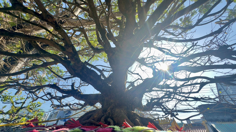 “Lão mai” của ông Nguyễn Thanh Toàn được đánh giá nhất đế, nhì thân, hoàn toàn tự nhiên. (Ảnh: Thanh Sang/TTXVN)