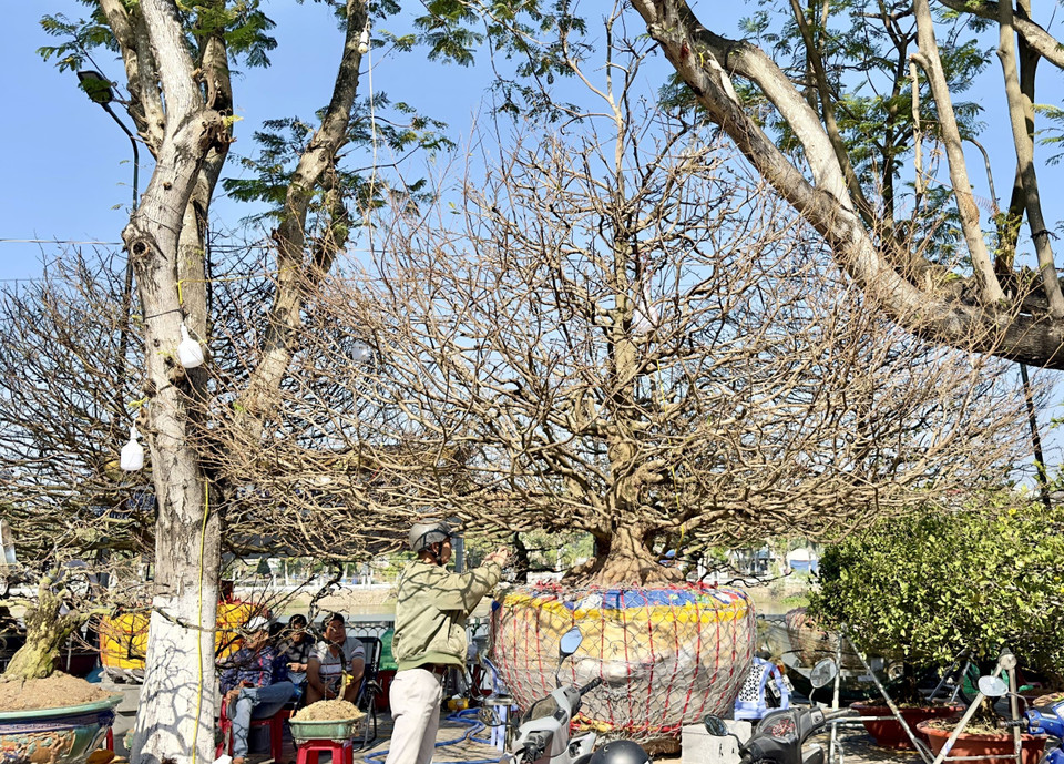 “Lão mai” 60 tuổi được chào bán với giá 5,5 tỷ đồng tại chợ hoa Long Xuyên, An Giang. (Ảnh: Thanh Sang/TTXVN)