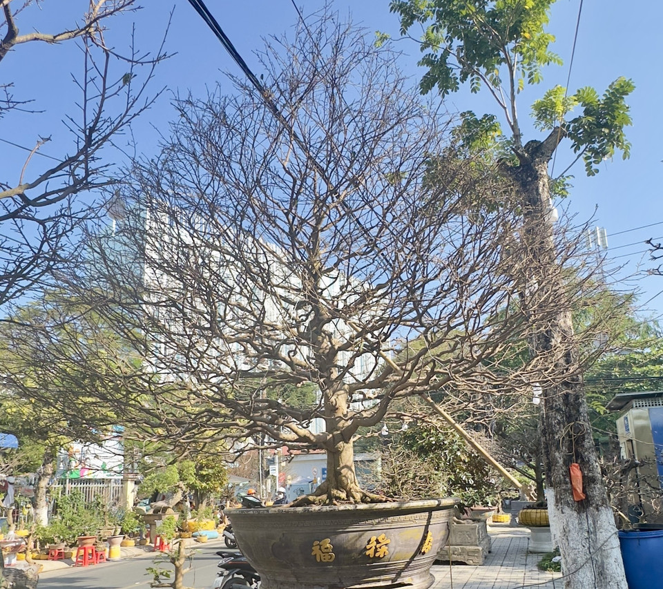 Một cây mai vàng cao 5m được chào bán với giá 1,8 tỷ đồng tại chợ hoa Long Xuyên (An Giang). (Ảnh: Thanh Sang/TTXVN)