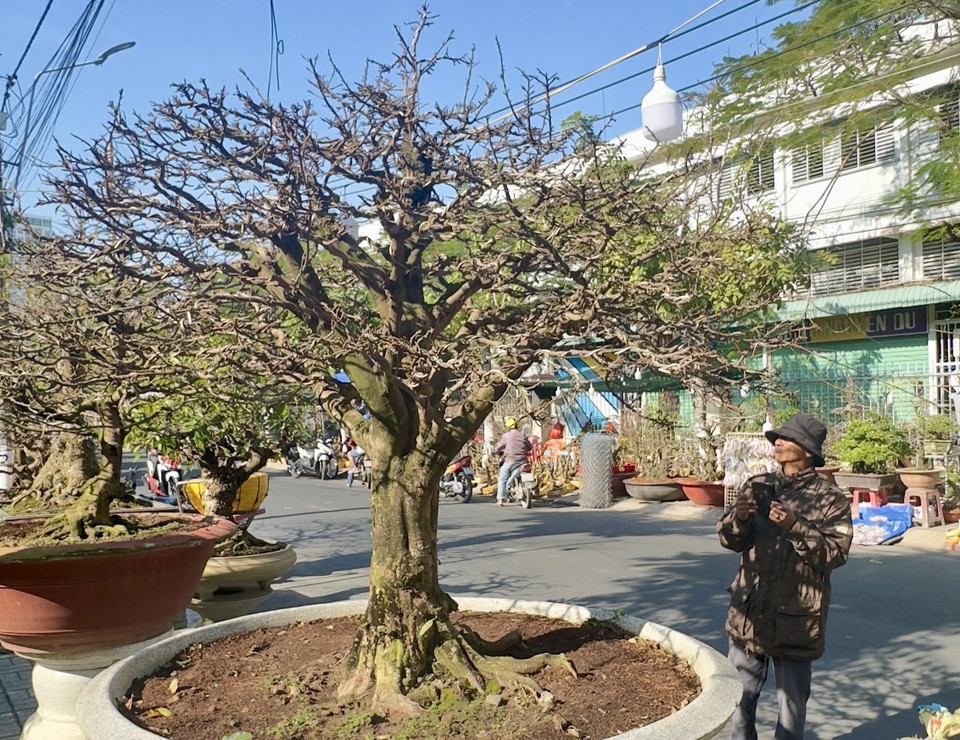 Cây mai vàng được chào bán với giá 120 triệu đồng tại chợ hoa Long Xuyên (An Giang). (Ảnh: Thanh Sang/TTXVN)