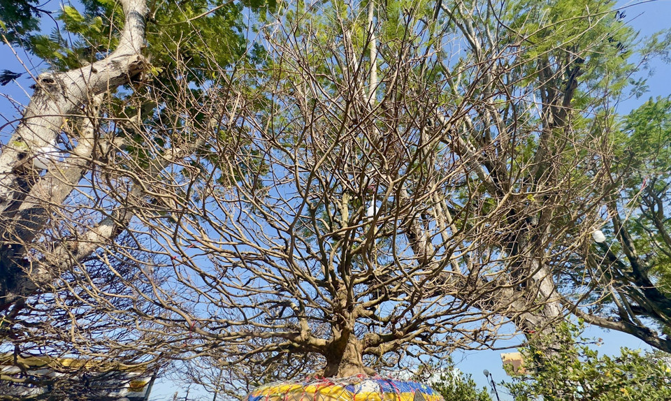 Cây mai 60 năm tuổi được chào bán với giá 5,5 tỷ đồng tại chợ hoa Long Xuyên (An Giang). (Ảnh: Thanh Sang/TTXVN)