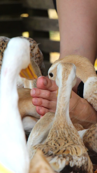 Cần Thơ: Du khách thích thú với dịch vụ “massage vịt” ở Cồn Sơn