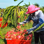 Sản xuất giảm phát thải lĩnh vực trồng trọt. (Nguồn ảnh: TTXVN)