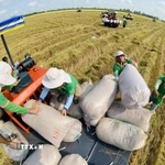 Lúa chất lượng cao và phát thải thấp. (Ảnh: Mạnh Linh/TTXVN)