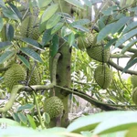 Cây sầu riêng nghịch vụ, sai trái. (Ảnh: Công Mạo/TTXVN)