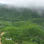 Trong năm 2025, diện tích rừng trồng mới tập trung trên cả nước ước đạt 323,3 nghìn ha. (Nguồn ảnh: TTXVN)