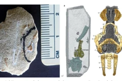 Palaeospondylus chỉ dài vài centimet, có thân hình mảnh như lươn và xương khớp kỳ dị. (Ảnh: globaltimes)