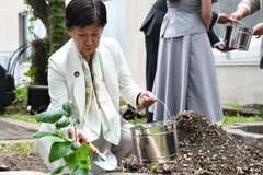 Cây hồng non được trồng tại khuôn viên trụ sở Liên hợp quốc. (Ảnh: nippon)
