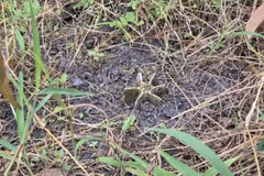 Phát hiện 2 quả đạn cối còn nguyên ngòi nổ tại vườn nhà dân ở Quảng Ngãi