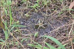 Phát hiện 2 quả đạn cối còn nguyên ngòi nổ tại vườn nhà dân ở Quảng Ngãi