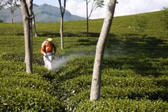 EU thúc đẩy đơn giản hóa quy định về thuốc bảo vệ thực vật và nông nghiệp