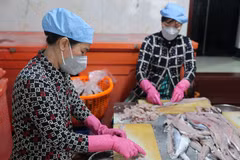 Nạo chả cá là một khâu rất quan trọng trong làm chả, người nạo phải khéo léo để không bị sót xương cá. (Ảnh: Hoàng Nhị/TTXVN)