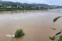 Nước sông dâng cao kéo theo nhiều củi rác trôi nổi, cùng nhiều đất cát, gây ngập úng nhiều diện tích rau màu của bà con canh tác ven sông tại Lào Cai. (Ảnh: Hương Thu TTXVN)