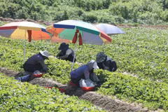 Nông dân thu hoạch dâu trên cánh đồng ở Miryang, tỉnh Bắc Gyeongsang, Hàn Quốc dưới trời nắng nóng, ngày 27/7/2026. (Ảnh: Yonhap/TTXVN phát)