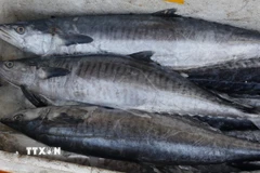 (Ảnh: Bích Huệ/TTXVN)