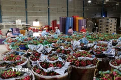 Phân loại thanh long tại một vựa thu mua. (Ảnh: Đức Tâm/TTXVN)